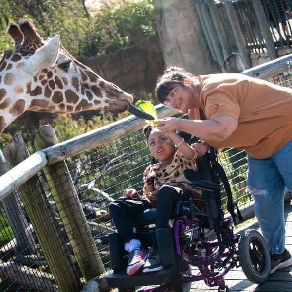 giraffe feeding columbus zoo